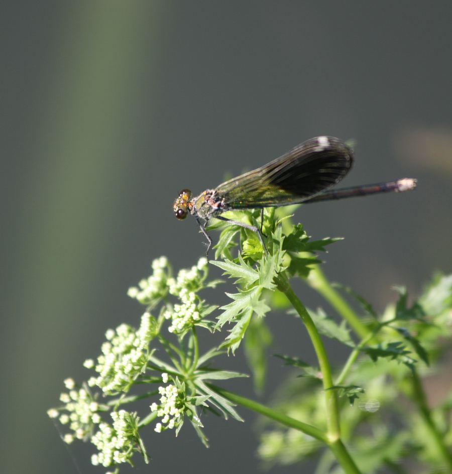 Da determinare dalla Grecia: Calopteryx splendens balcanica